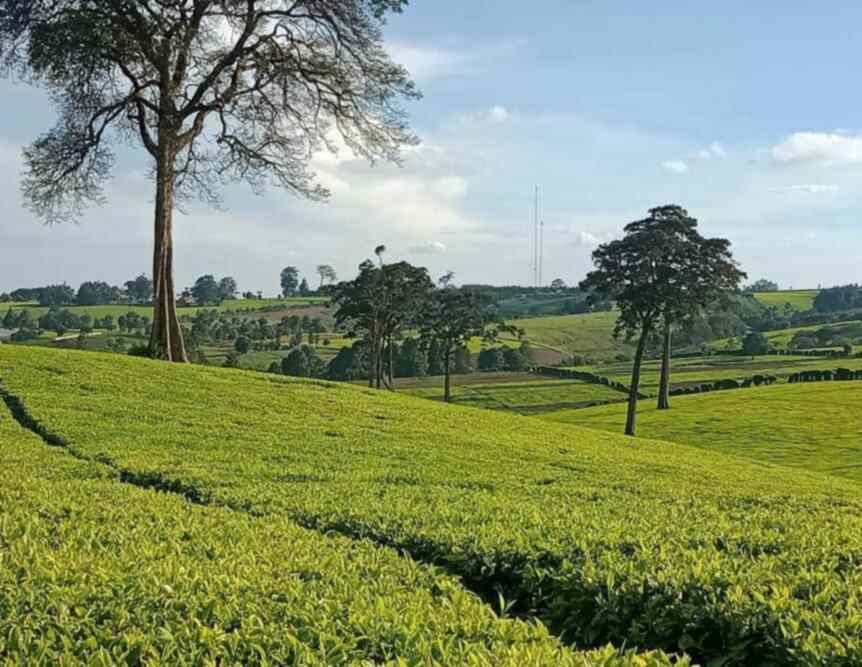 Tea estate farm Land for sale in Tigoni Limuru