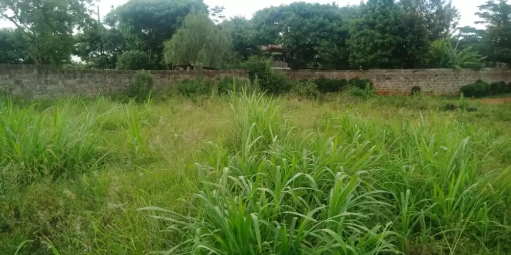 0.126 acre land for sale in Ruiru Mugutha Image