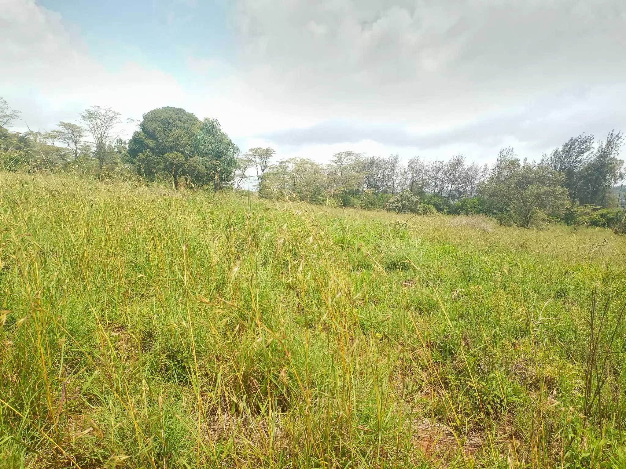 0.5 acre plot for sale in Ngong Image