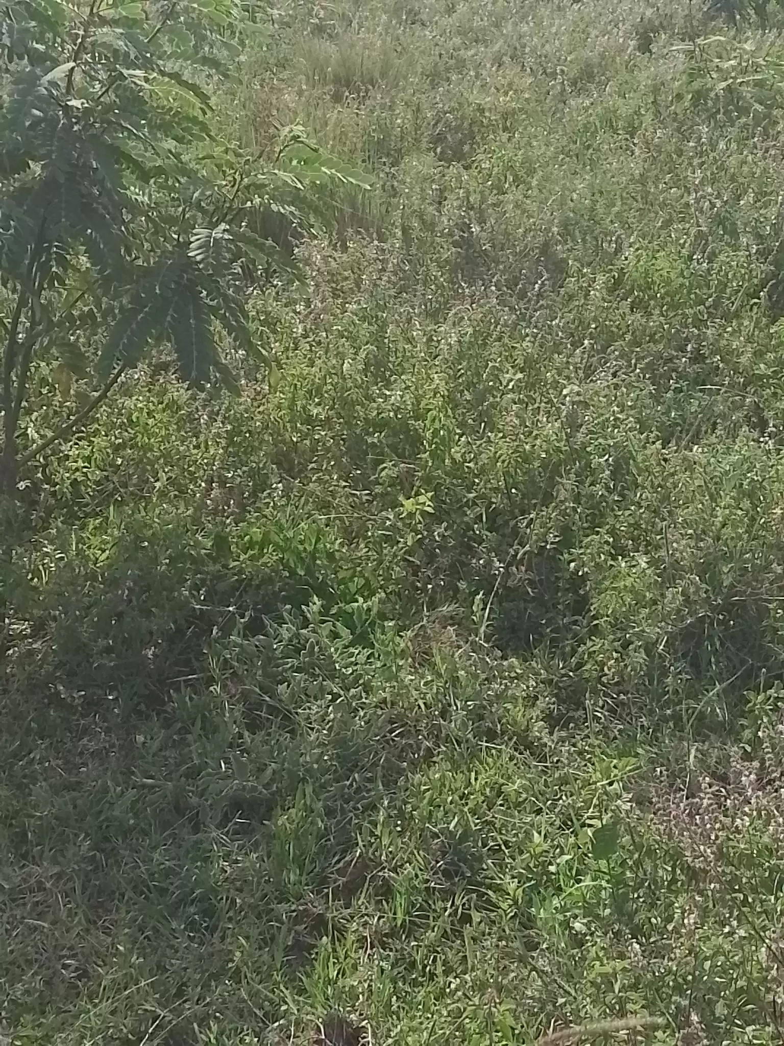 1 acre farmland for sale in Nanyuki Sweetwaters Image