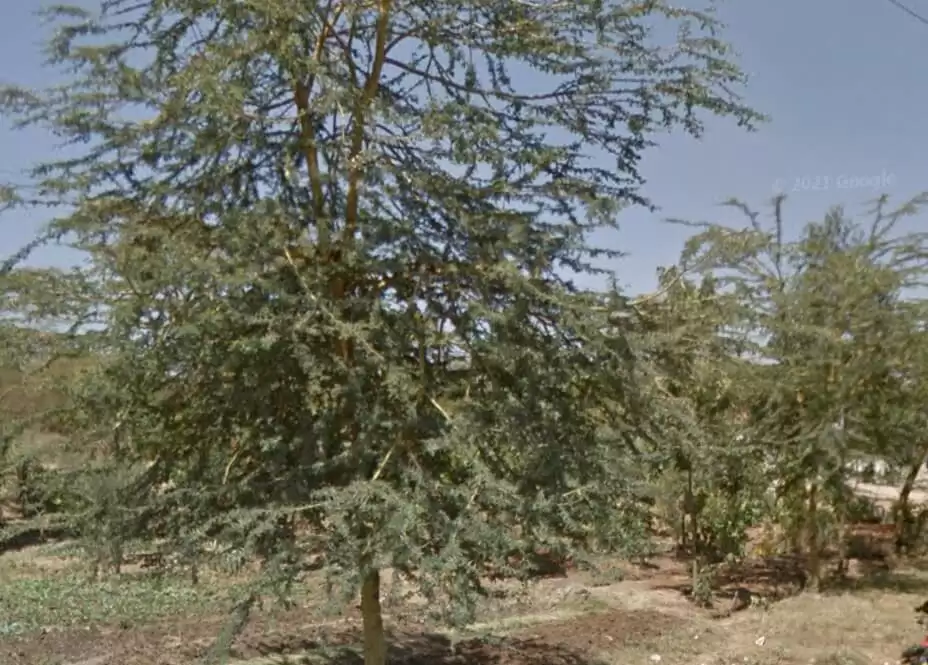 1 acre land for sale along Kangundo road Njiru Utawala Image