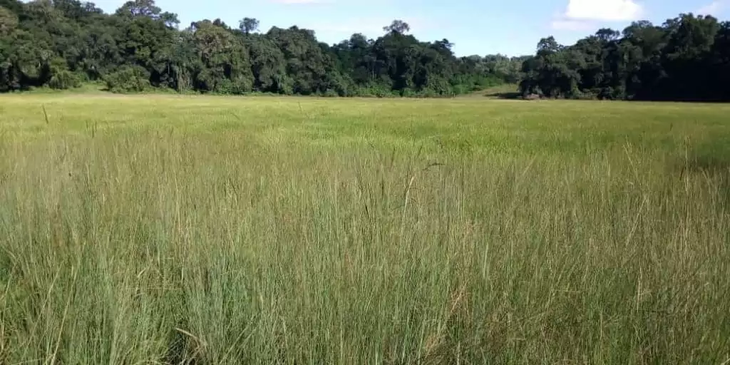 100 acre land for sale in Narok Lemek Conservancy Image