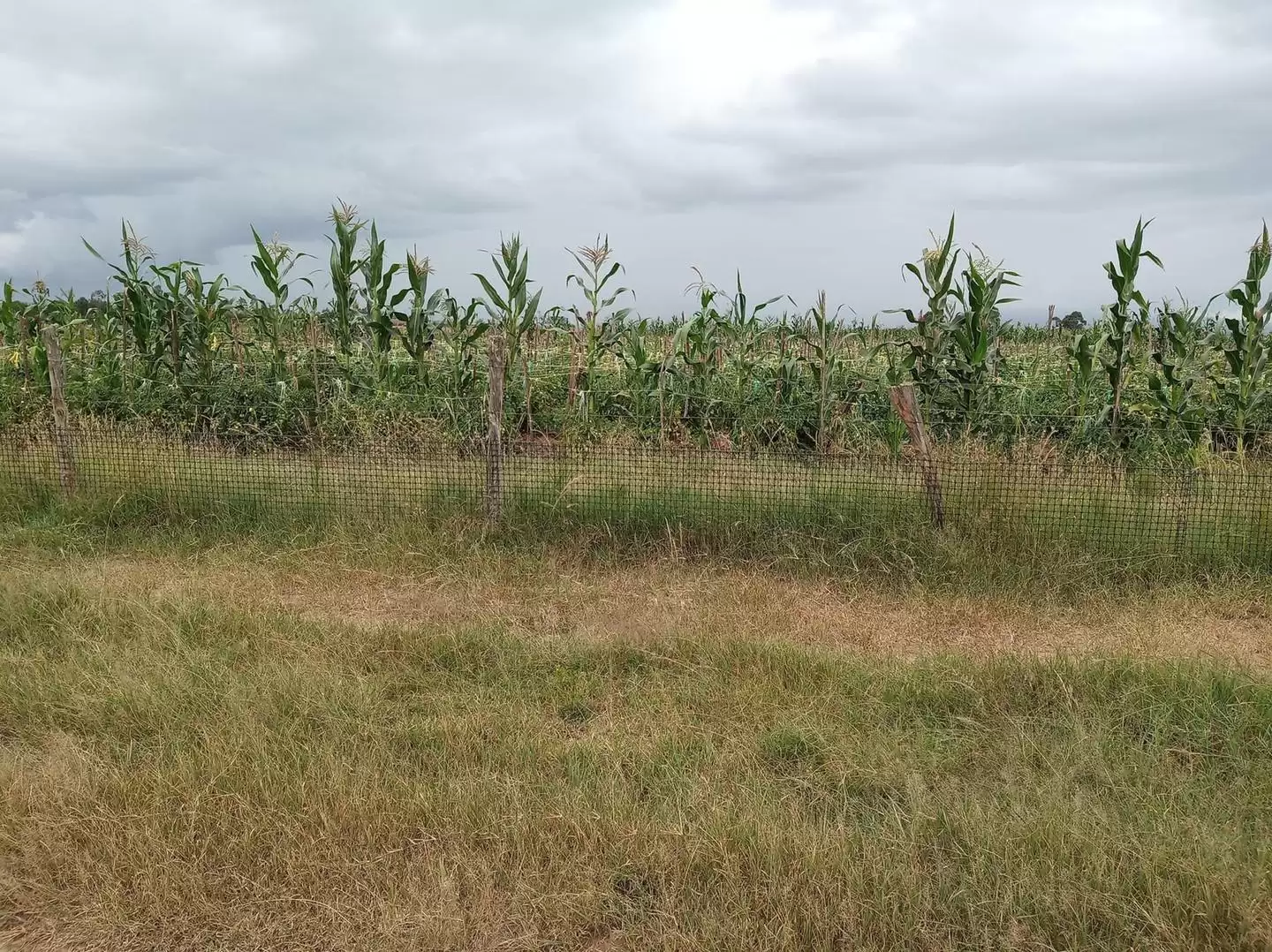 100 acre land for sale in Nyeri Narumoru Image