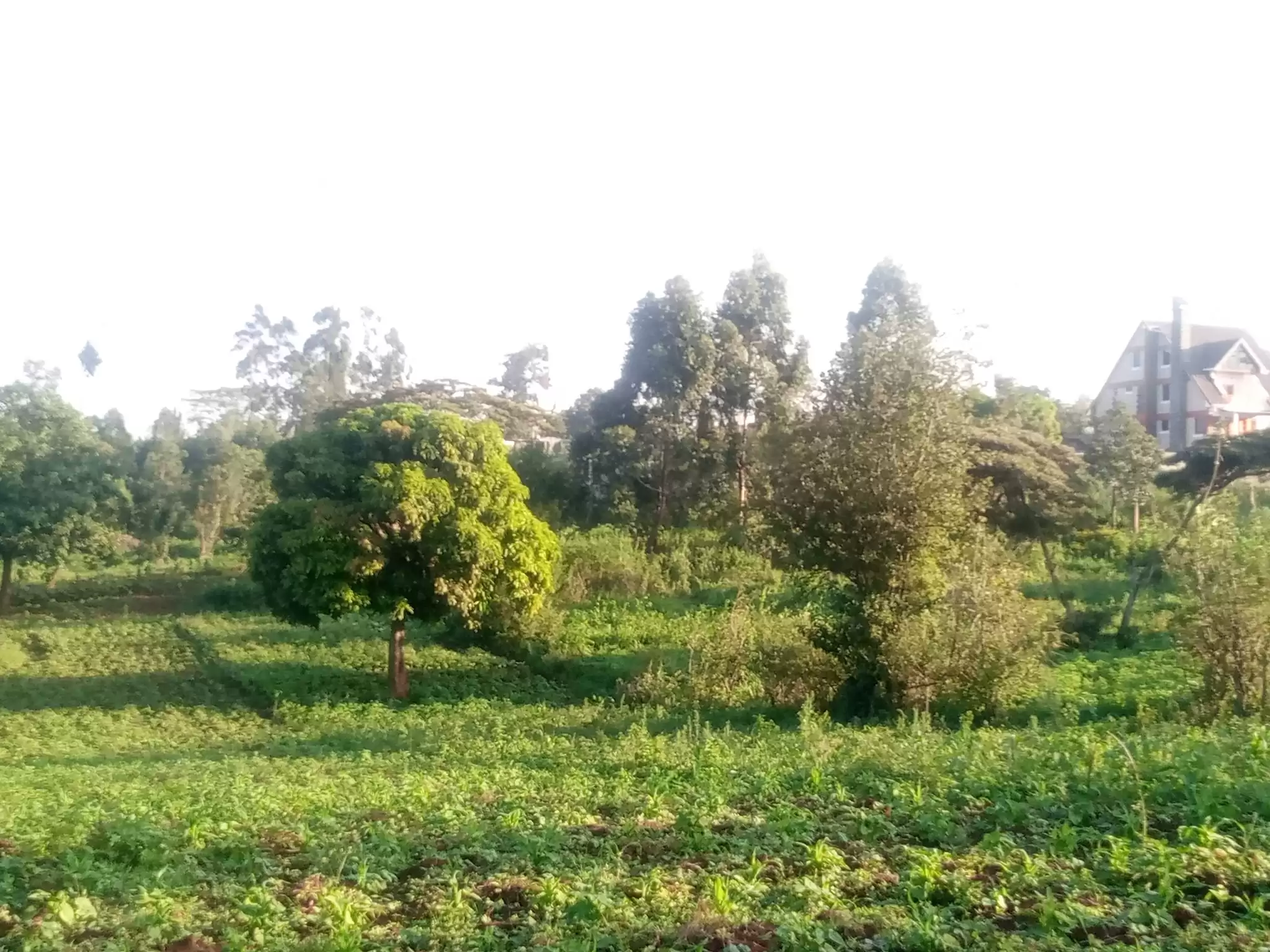 100 by 100 plot for sale in Kikuyu Gikambura Image