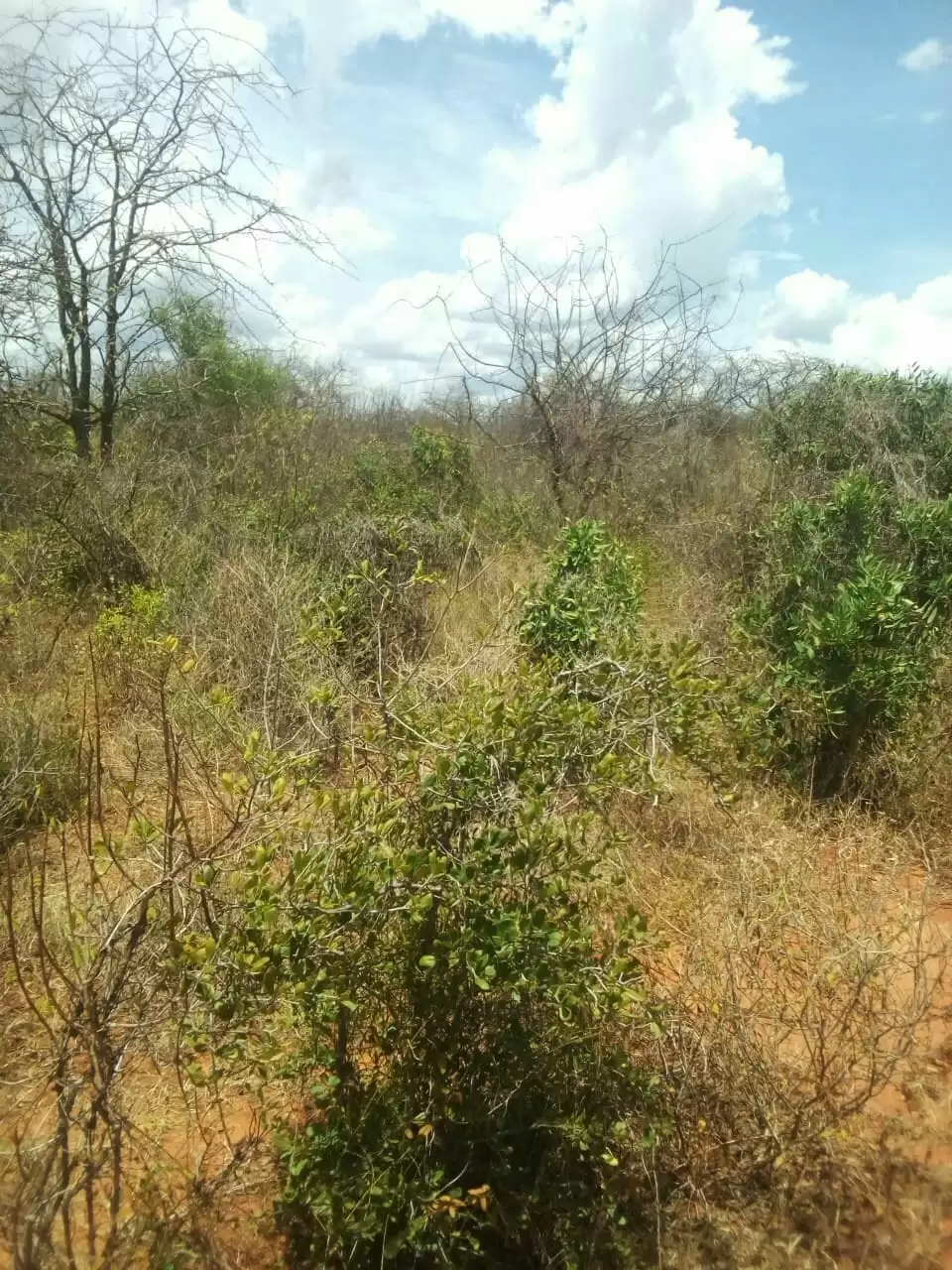 1000 acre land for sale in Kibwezi Makueni Image