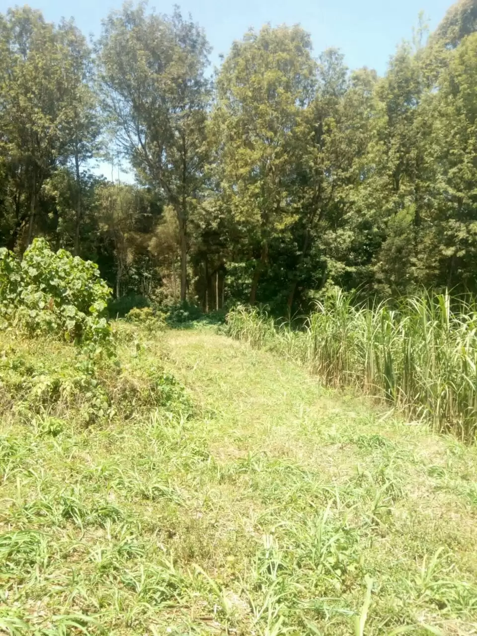 15 acre land for sale in Kikuyu Kamangu Image