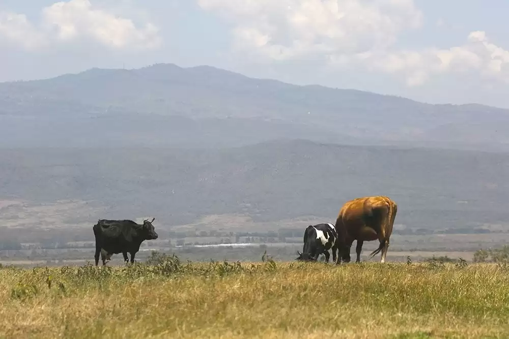 1740 acre Ranch for sale in Naivasha Image