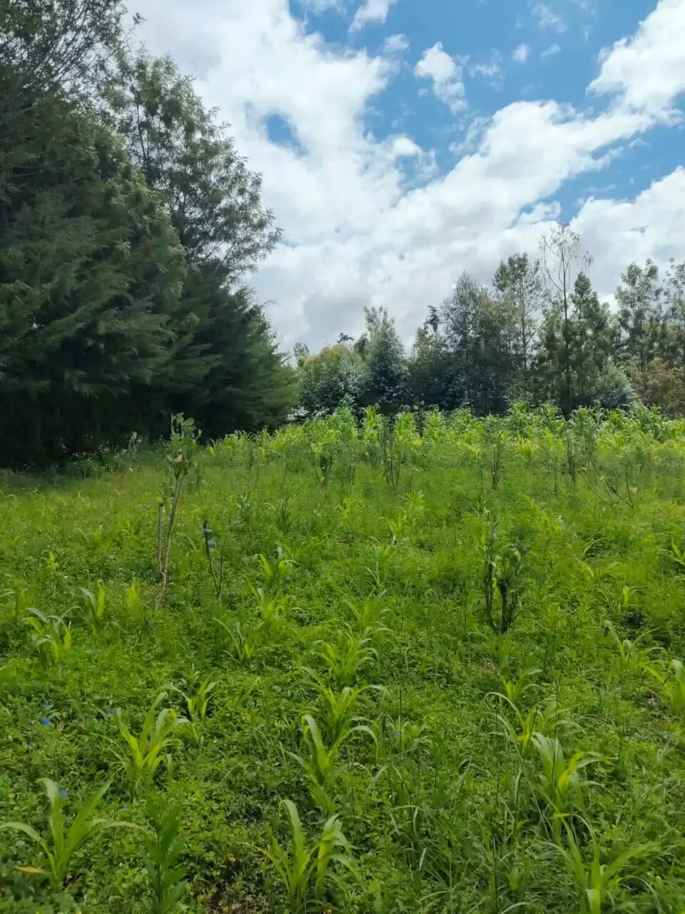 2 acre land for sale in Nyeri Narumoru in Naro Moru, Kenya Propscout