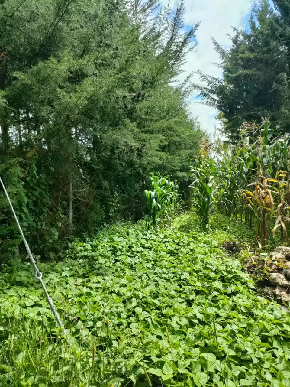 2 acre land for sale in Nyeri Narumoru Image