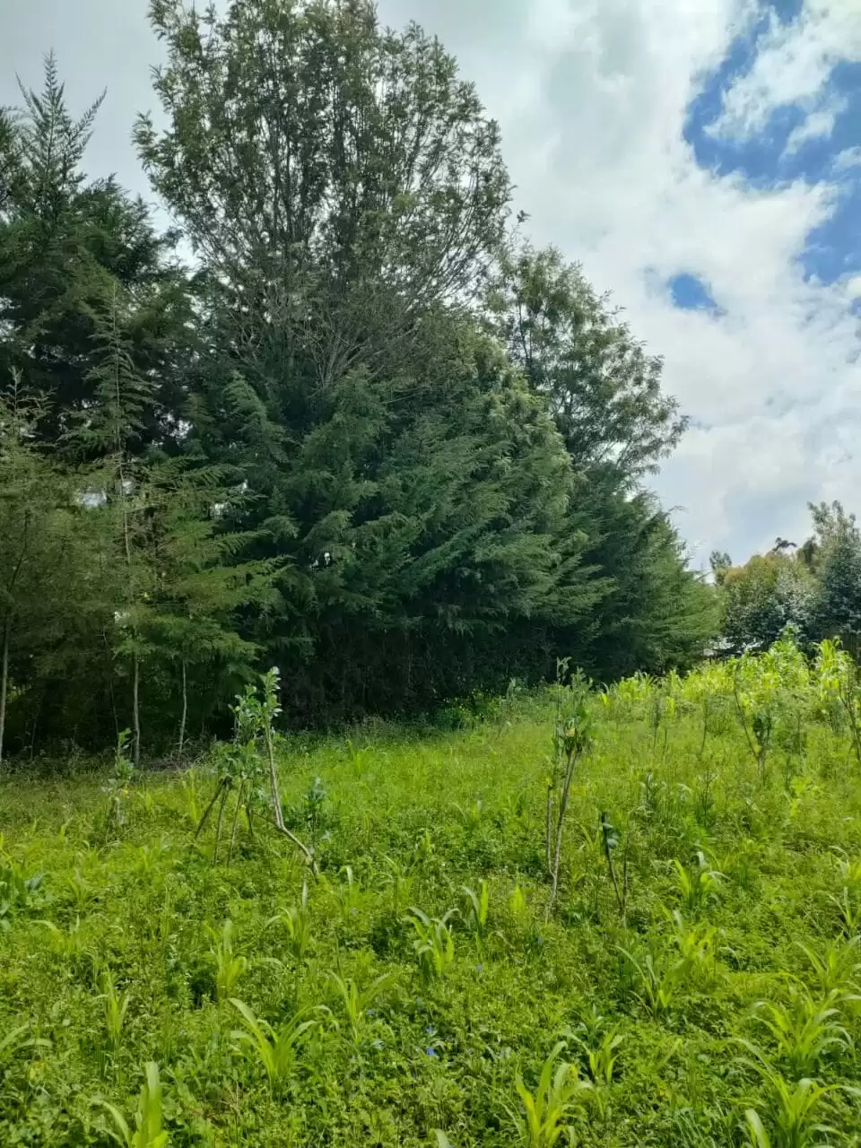 2 acre land for sale in Nyeri Narumoru in Naro Moru, Kenya Propscout
