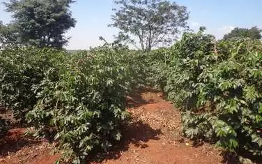 303 acre Coffee farm for sale in Kiambu Ruiru Kamiti road Image