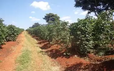 303 acre Coffee farm for sale in Kiambu Ruiru Kamiti road Image