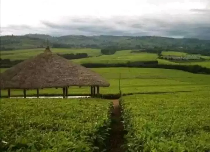 368 acre Tea Farm for sale in Nandi Hills Image