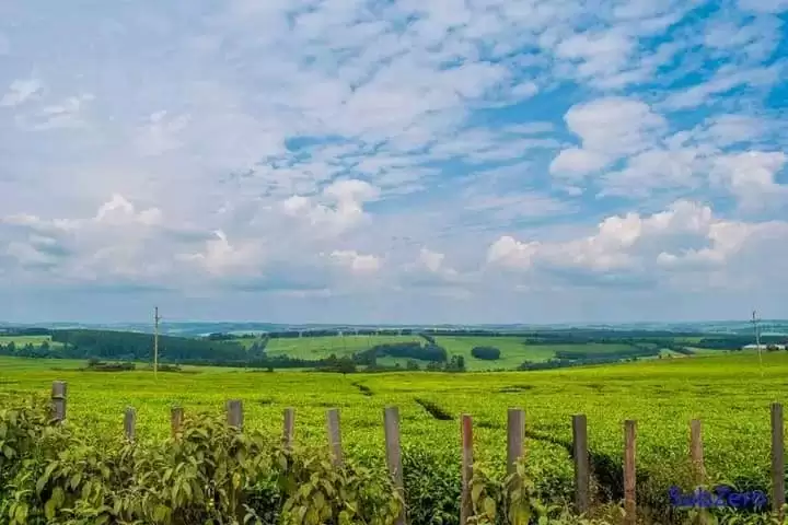 368 acre Tea Farm for sale in Nandi Hills Image