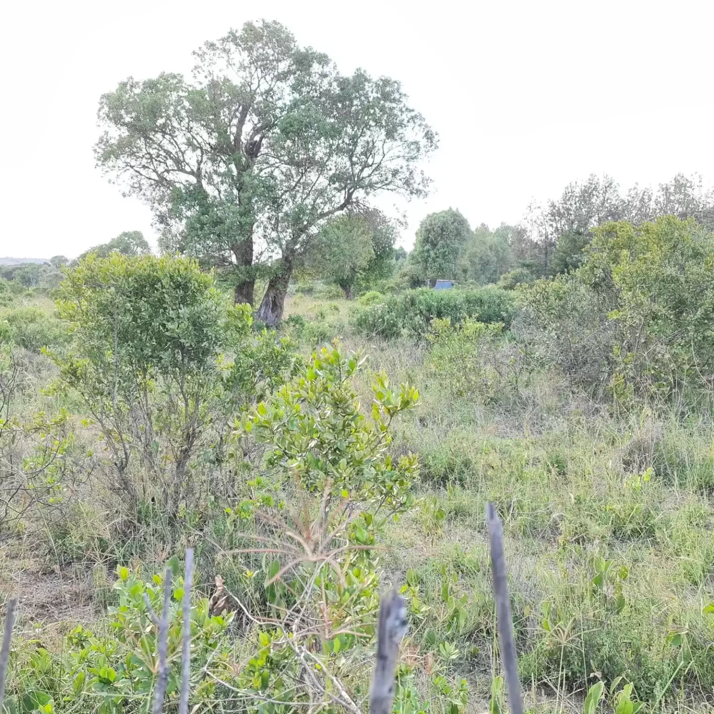 4 acre land for sale in Nanyuki Burguret Image