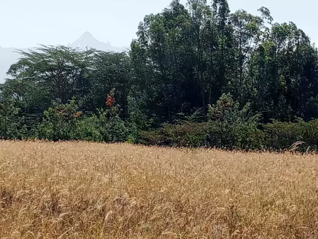 4 acre land with house for sale Nanyuki Kamangura in Nanyuki