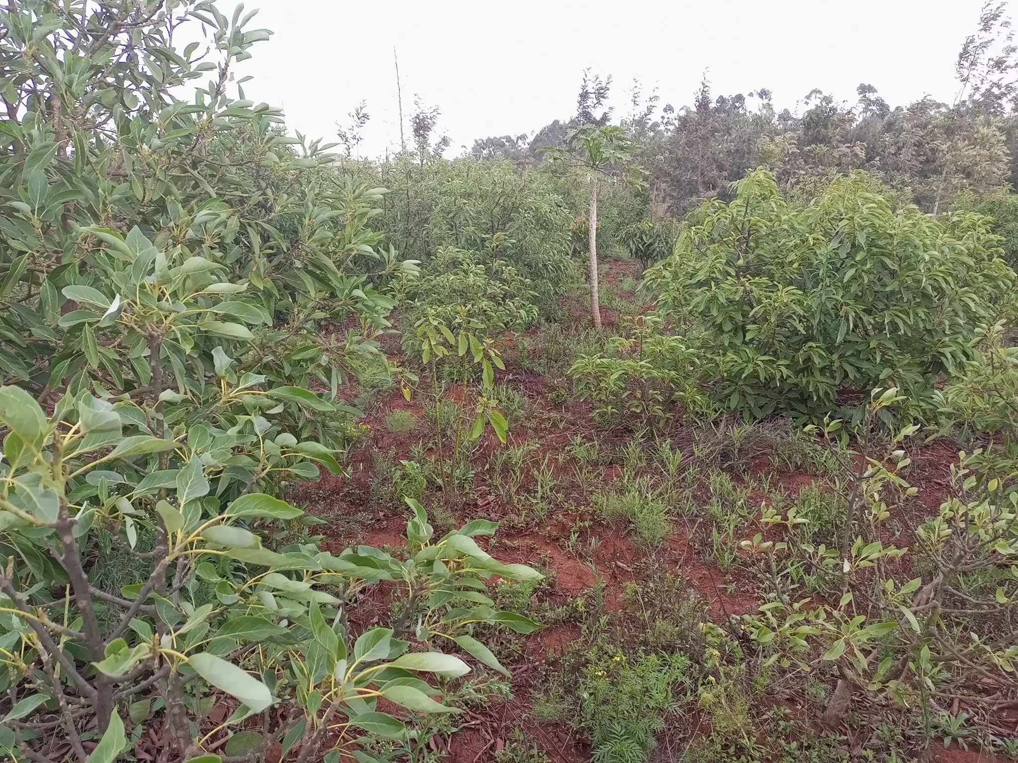 50 by 100 plots for sale in Ngong Kibiko Image