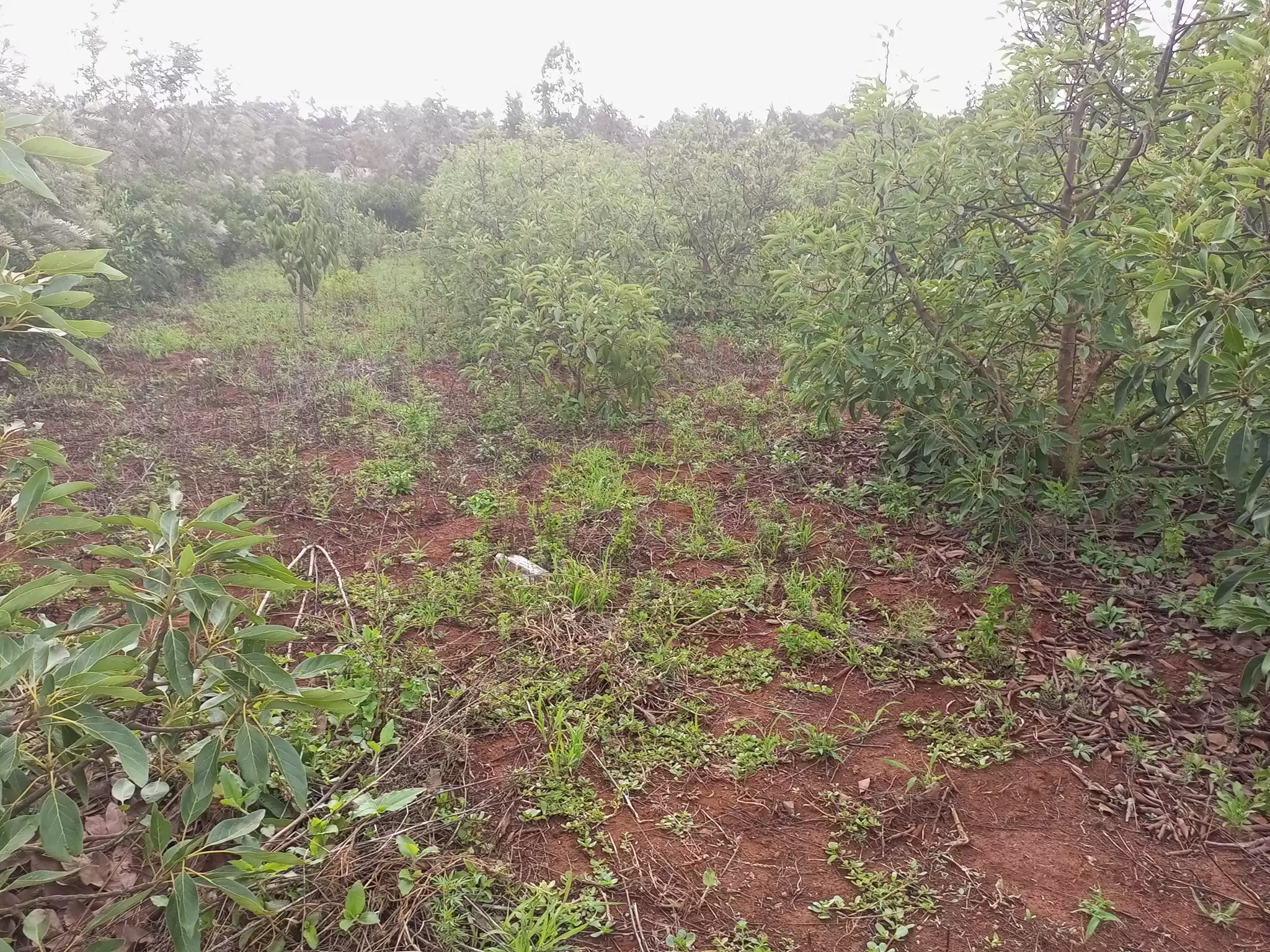 50 by 100 plots for sale in Ngong Kibiko Image