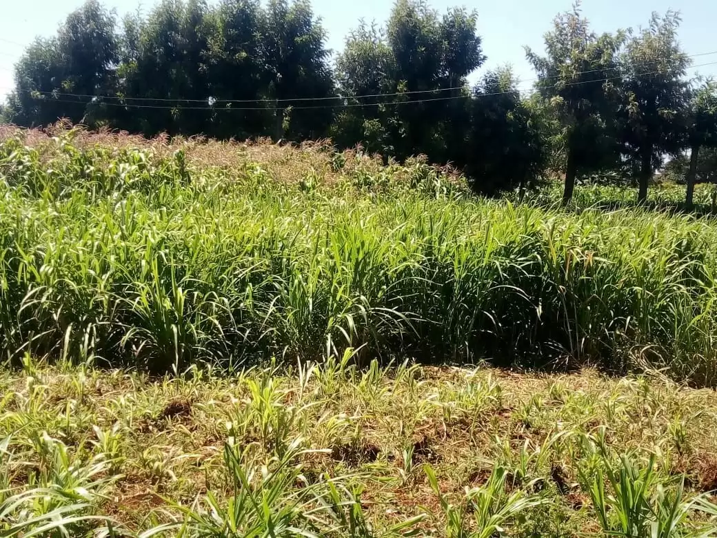 Half acre Land for sale in Tigoni redhill limuru road in Tigoni, Kenya