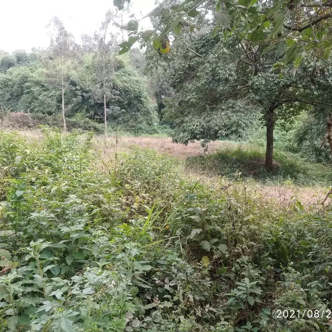 Kiambu road land for sale in Muthithi Image