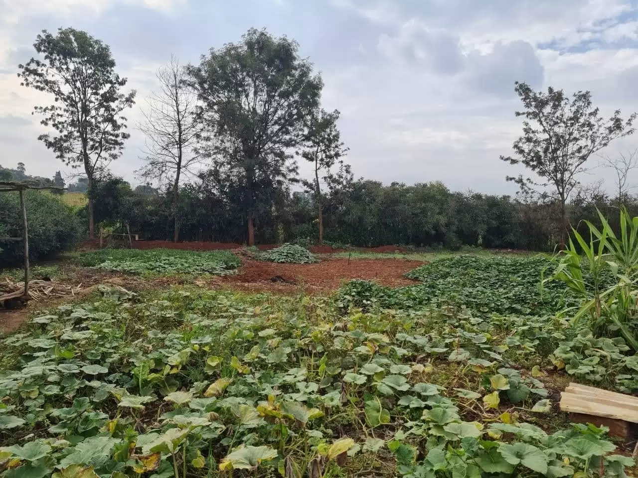 Land along Kiambu road Njathaini for sale Image