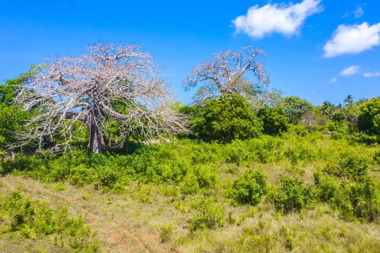 Land for sale in Diani Image