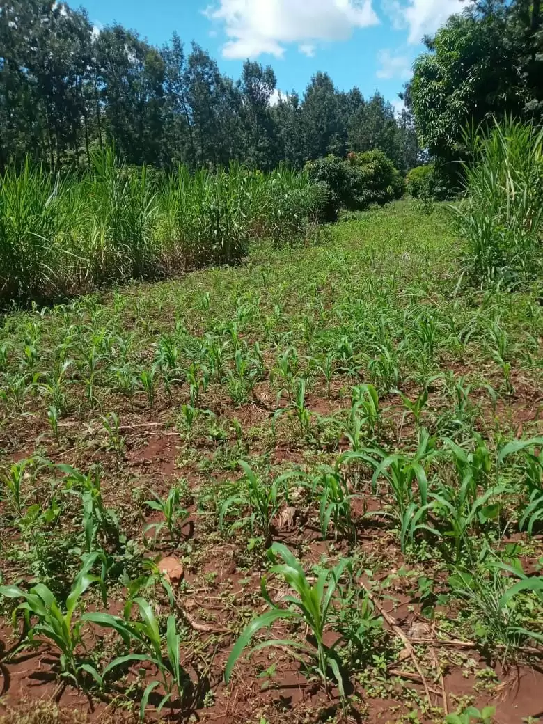 Land for sale in Makuyu Image