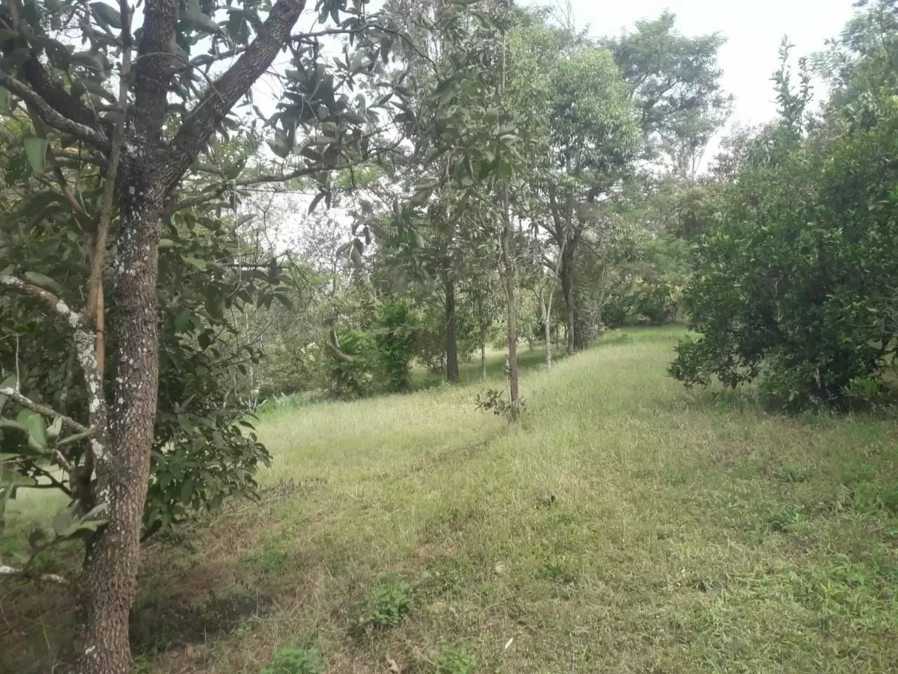 Land for sale in Makuyu Image