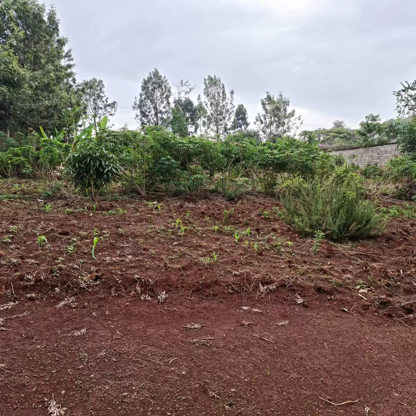 Land for sale in Muthaiga North Image