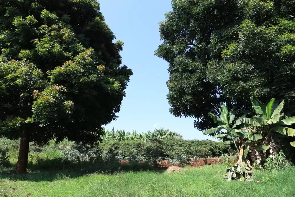 Land for sale in Mwimuto Kitisuru Image