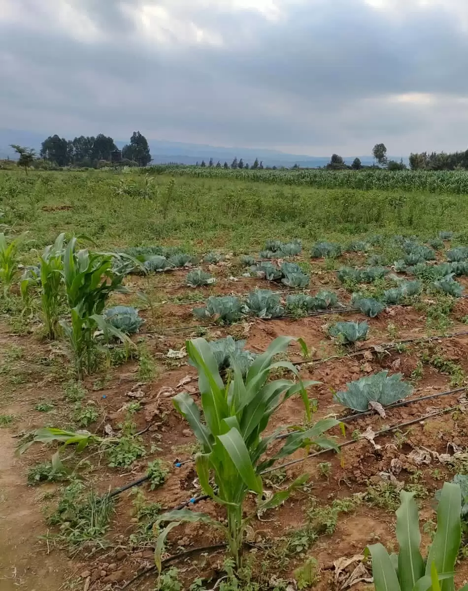 Land for sale in Naivasha town Nakuru Image