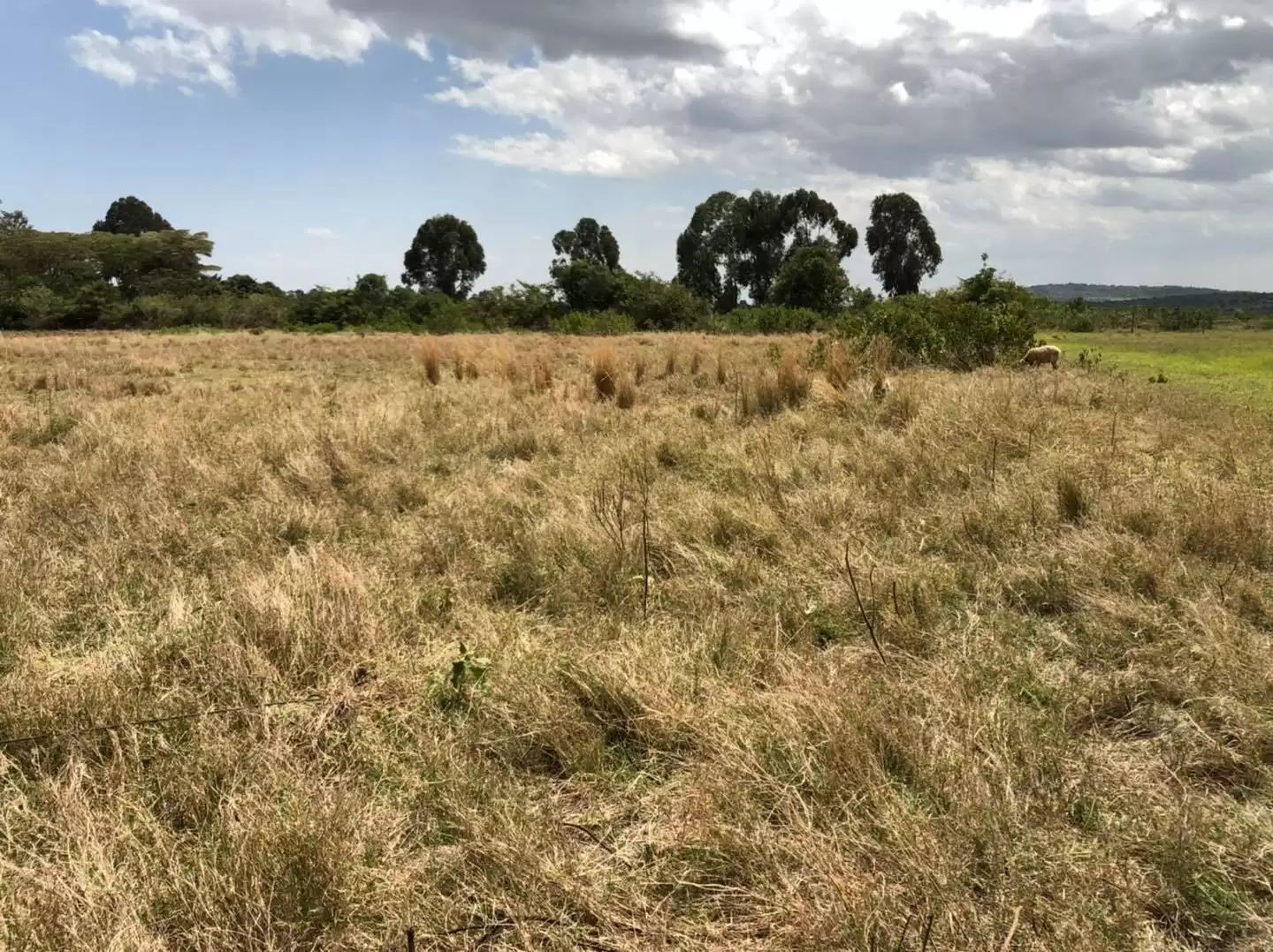 Land for sale in Nanyuki near Daiga Image