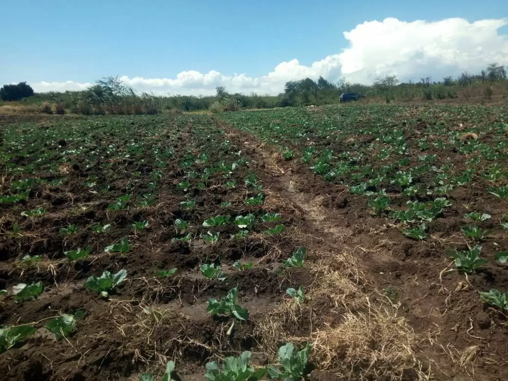 Land for sale in Narumoru town Laikipia Image