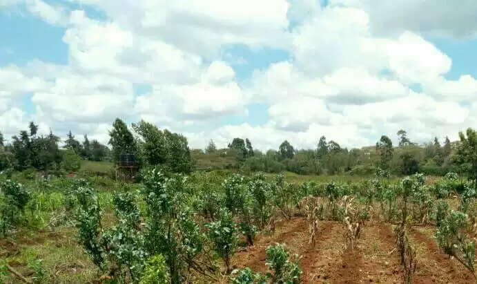 Land for sale in Ngong Kibiko Image