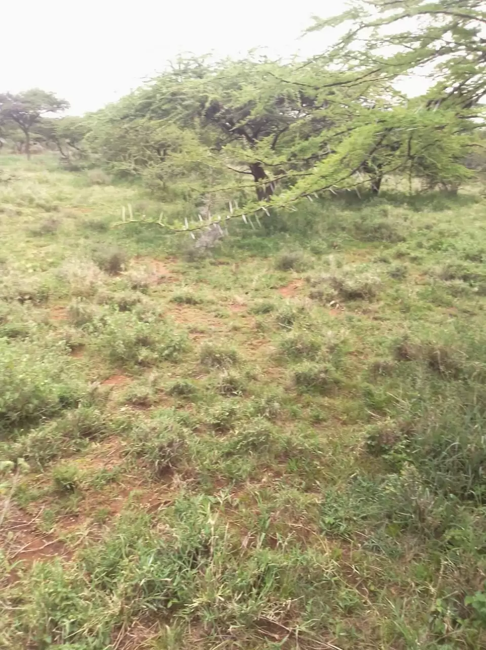 Land for sale in Nkatatael Ilbisil Namnga Kajiado Image