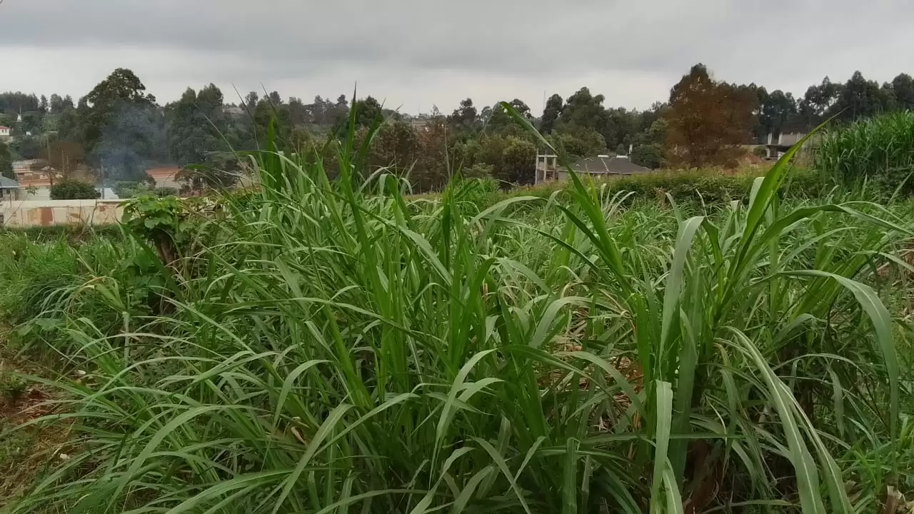 Land for sale in Ruaka Ndenderu in Ruaka, Kenya Propscout