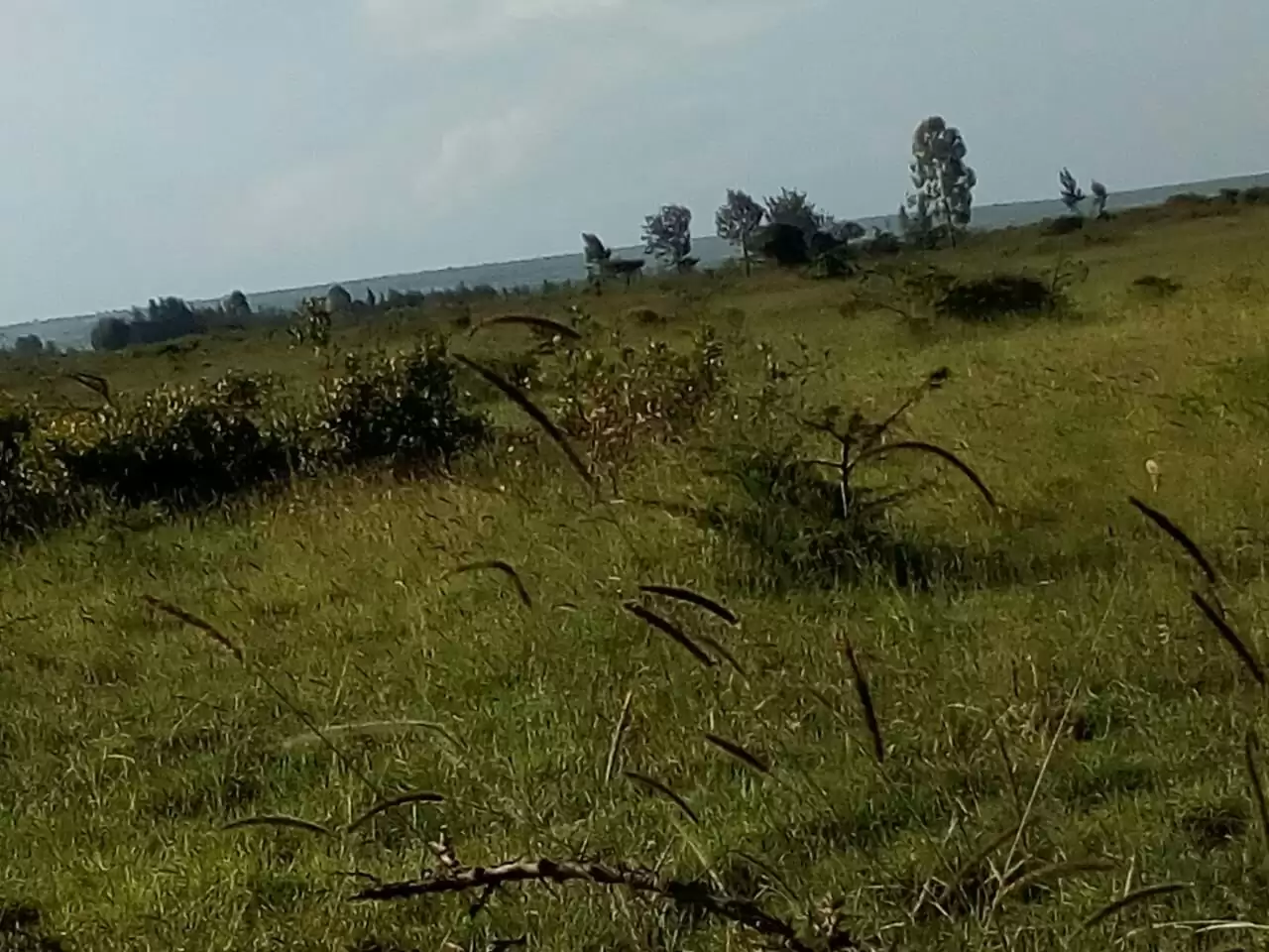 Land for sale in Rumuruti township Laikipia County Image