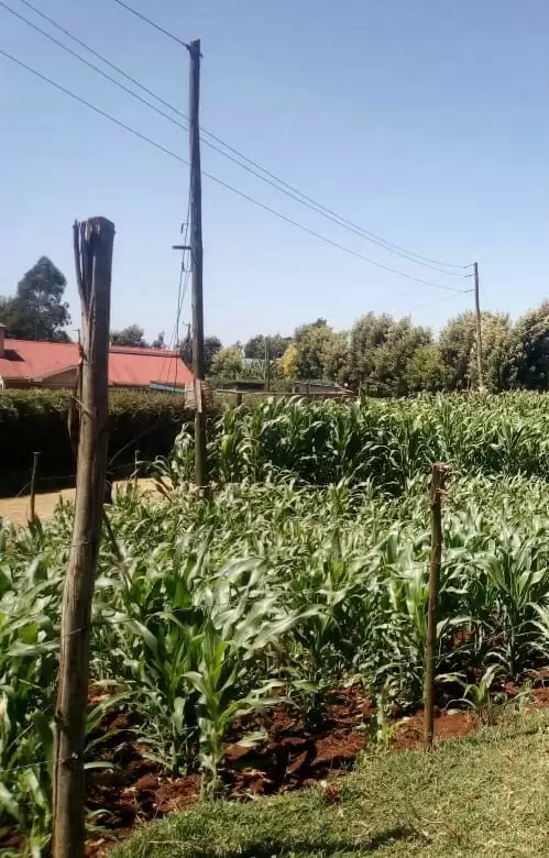 Land for sale in Tigoni redhill limuru road Image