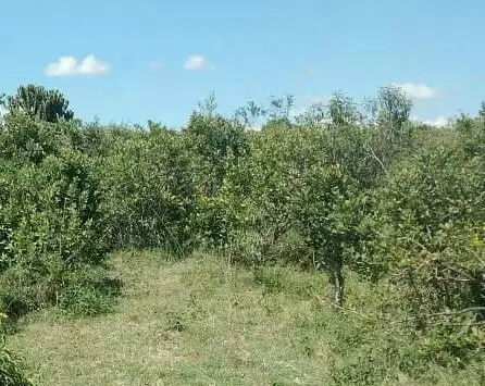 Land for sale Ng'arua Kinamba Laikipia County Image