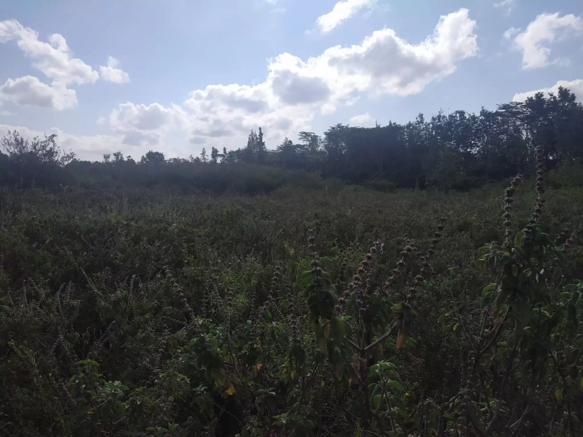 Land in Karen for sale Image