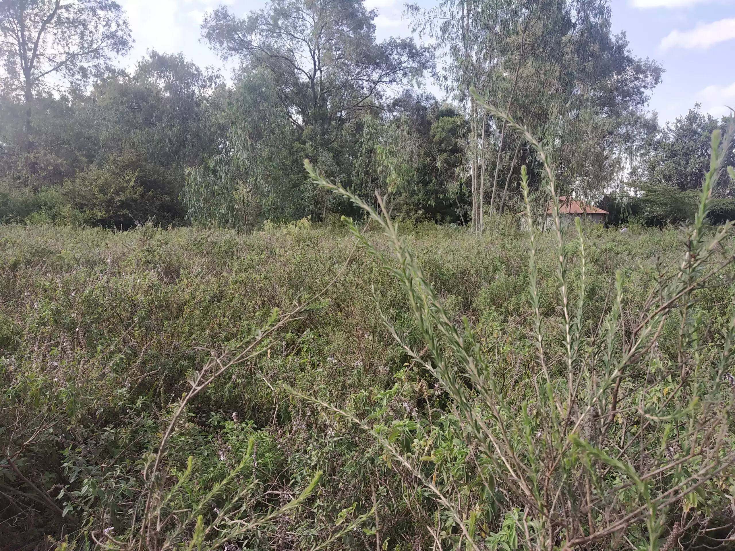 Land in Karen for sale Image