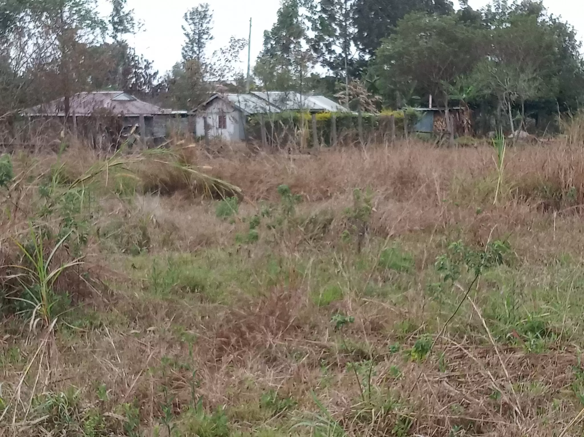 Land in Kenol town for sale Image