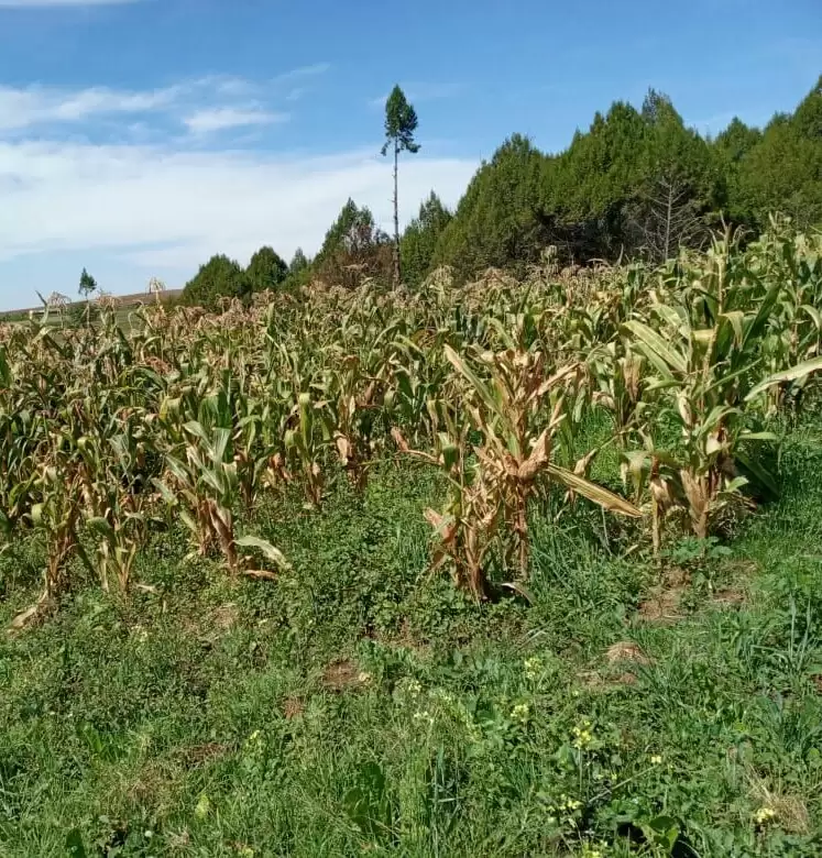 Land in Molo Nakuru  for Joint Venture Image