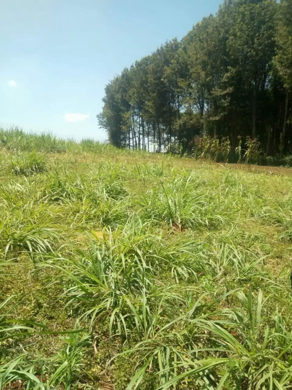 Land in Tigoni limuru kenya for sale Image