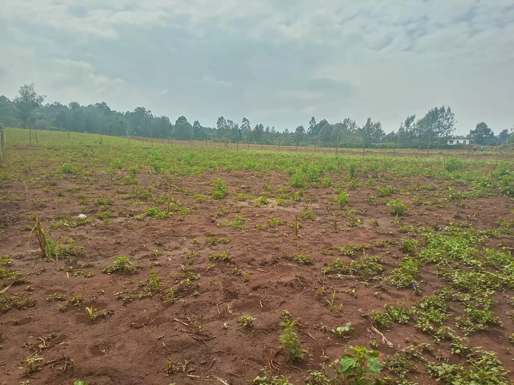 Quatre acre for sale in Ngong Kibiko Image