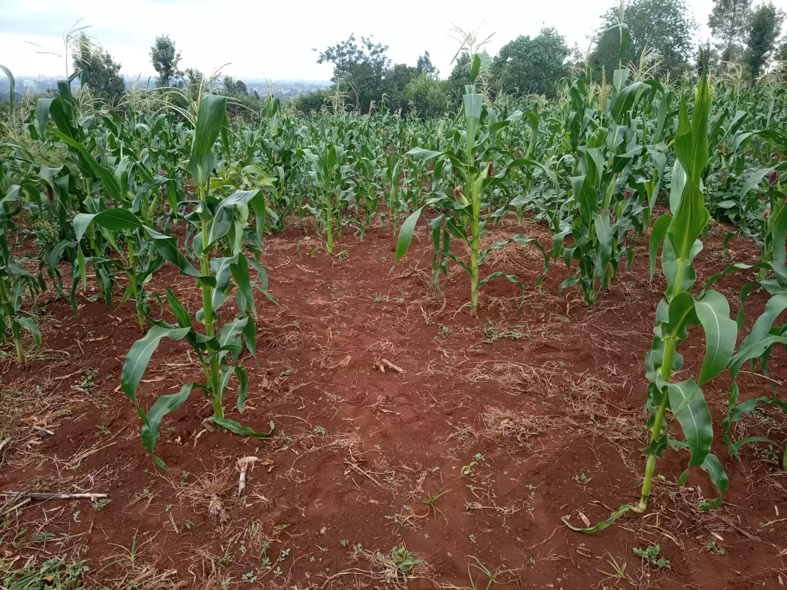 Quatre acre land for sale in Kiambu Kiamara eststae Image