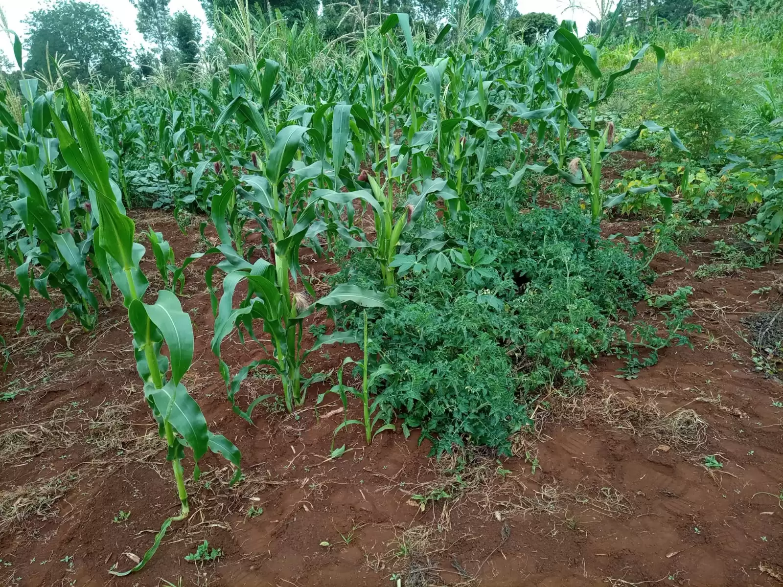 Quatre acre land for sale in Kiambu Kiamara eststae Image