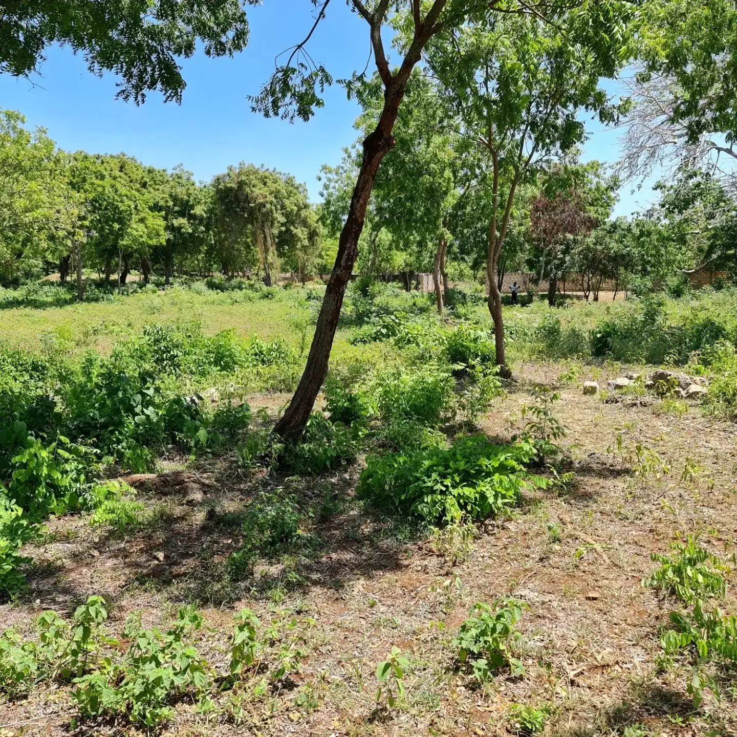 Quatre acre plot for sale in Diani Image