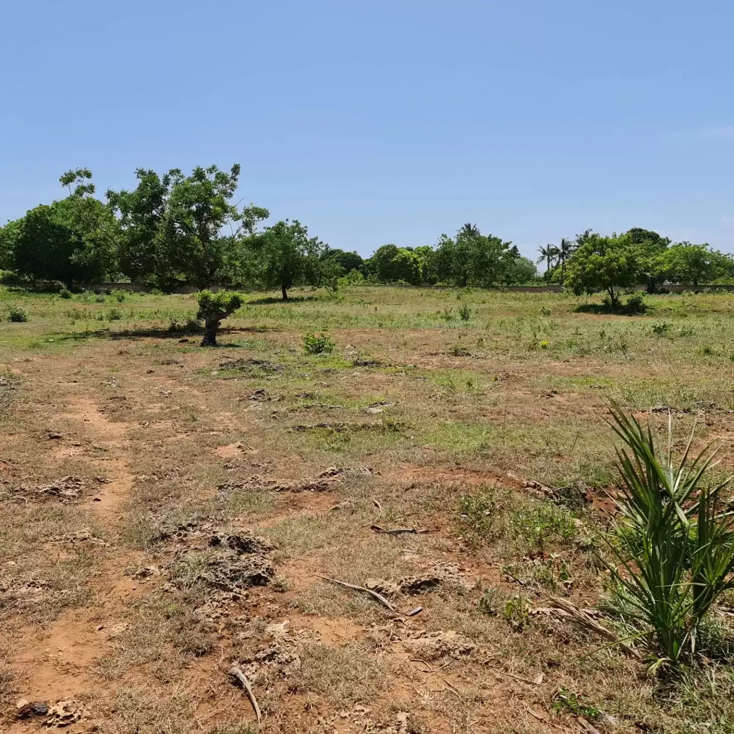 Quatre acre plot for sale in Diani South coast Image