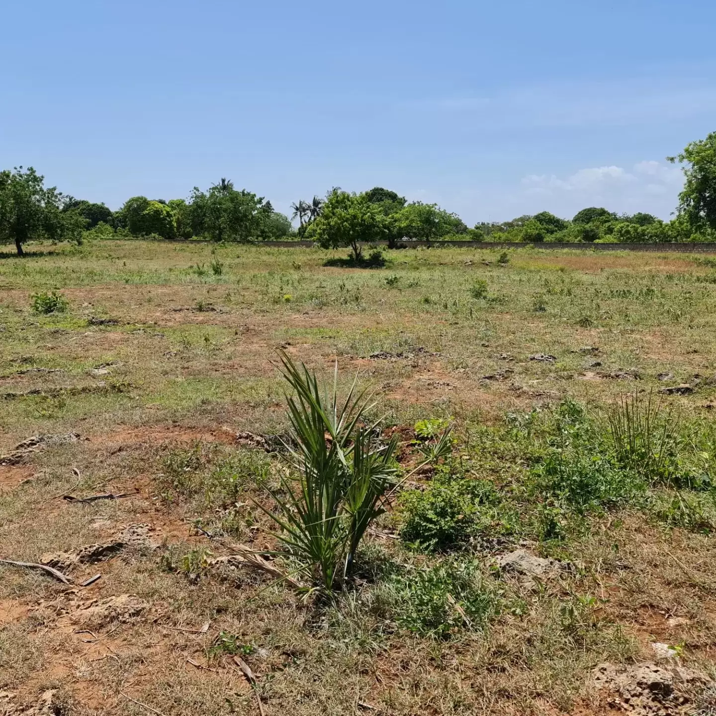 Quatre acre plot for sale in Diani South coast Image